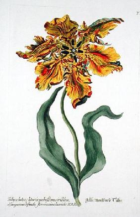 Tulipa Lutea from 'Phythanthoza Iconographica', published in Germany 1737-45