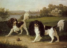 Zwei King-Charles-Hunde vor Dresden 1855