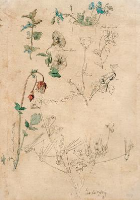 Pflanzenstudie 1840