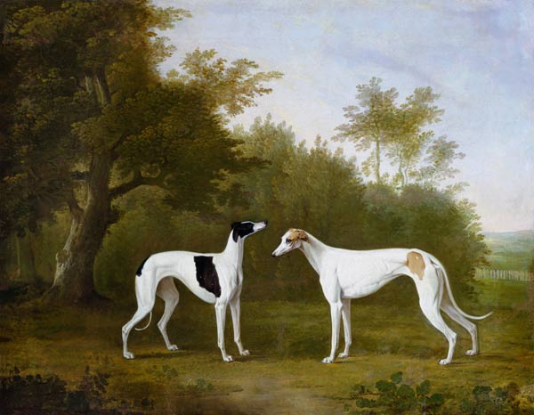 Zwei Greyhounds in waldiger Landschaft. von John Boultbee