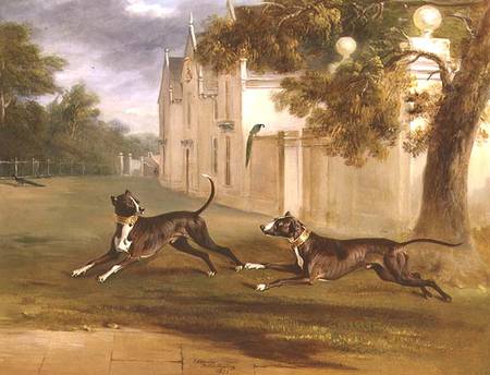 The Earl of Brownlow's two Bull Terriers, 'Nelson' and 'Argo' von John E. Ferneley d.J.