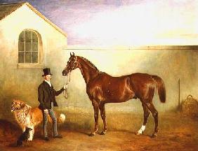 Mr Meakin holding Sir Robert Peel's Chestnut Hunter with his dogs 'Hector' and 'Jem' 1853