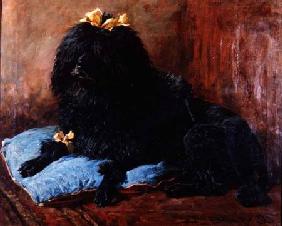 A Black Standard Poodle on a blue cushion 1895