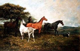 Mares and Foal with a Sheepdog