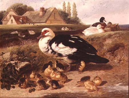 Ducks and Ducklings von John Frederick Herring d.J.