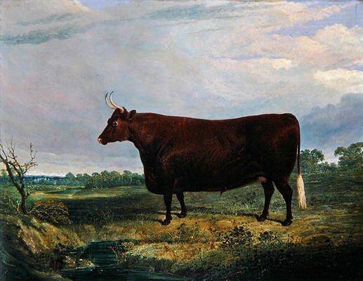 Portrait of a Brown Bull, 1831 (oil on canvas) von John Frederick Herring Snr