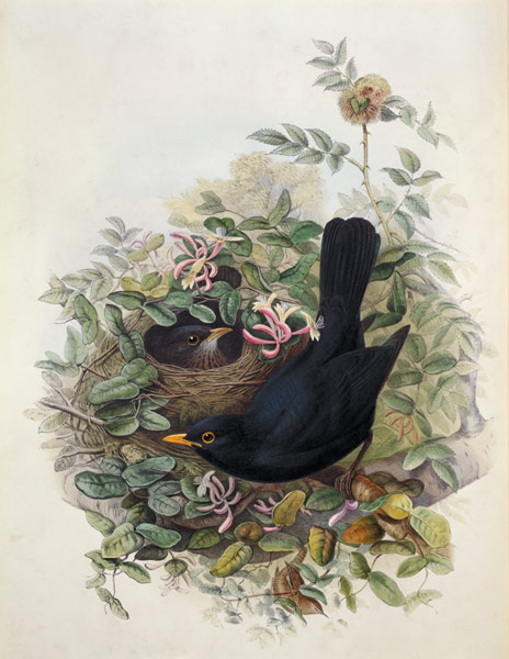 Blackbird, 1873 (pencil, w/c on von John Gould
