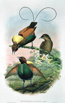 Diphyllodes Magnificus (colour litho) von John Gould