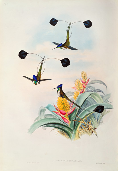 Hummingbird, Loddigesia Mirabilis von John Gould