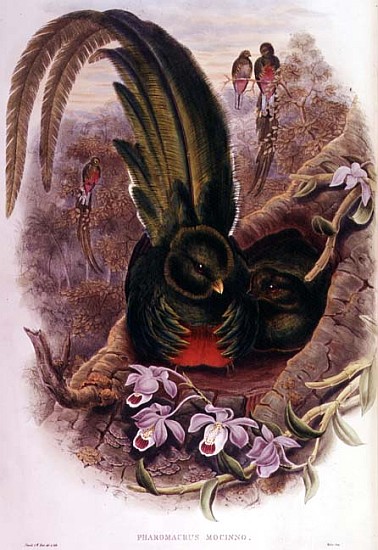Pharomachrus Mocinno; engraved by T. Walter von John Gould