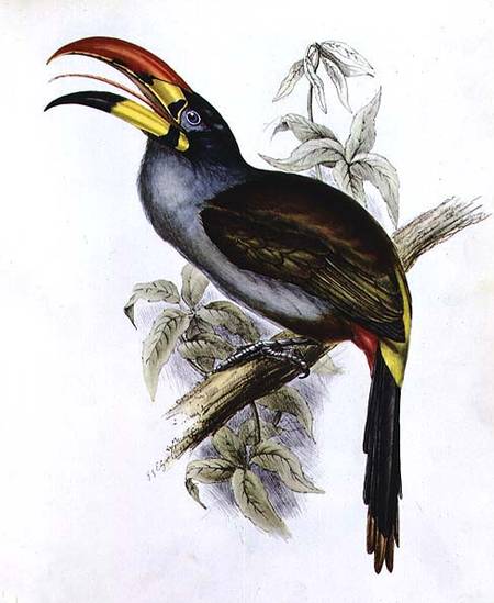 Pteroglossus Hypoglaucus from 'Tropical Birds' von John Gould