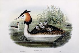 Great Crested Grebe (Podiceps Cristatus)  1908