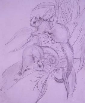 Gliding Possums (pencil)