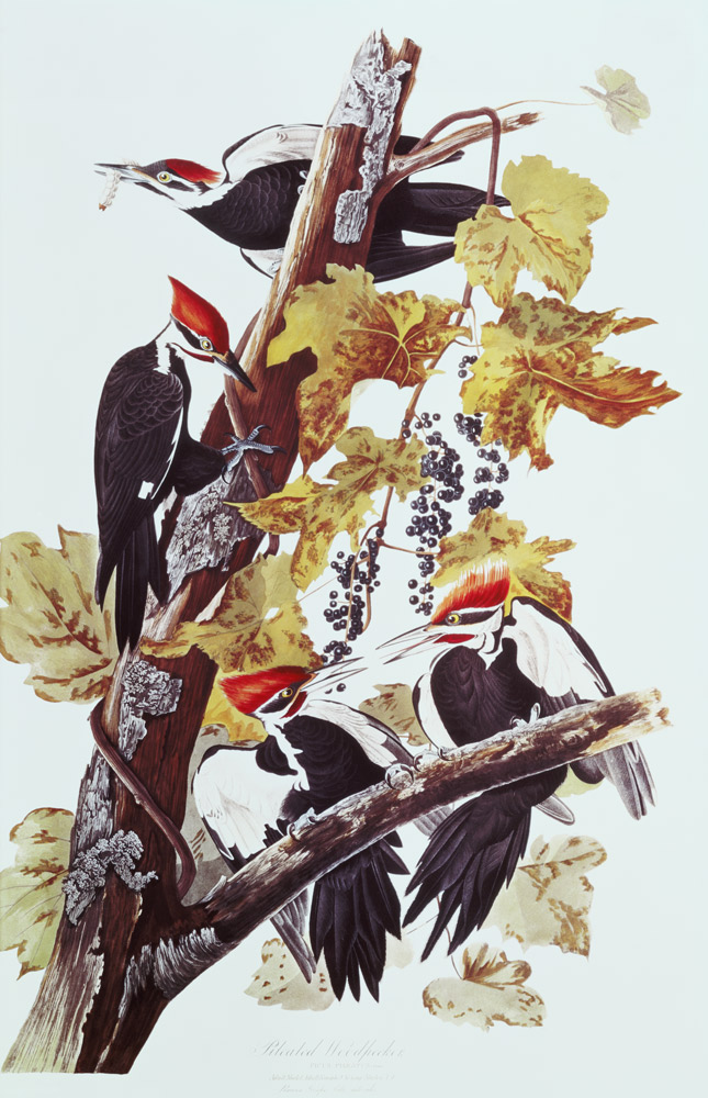 Pileated Woodpeckers von John James Audubon