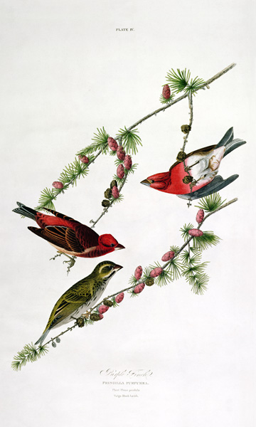 Purple Finch, from 'Birds of America' von John James Audubon