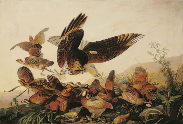 Red-Shouldered Hawk Attacking Bobwhite Partridges von John James Audubon