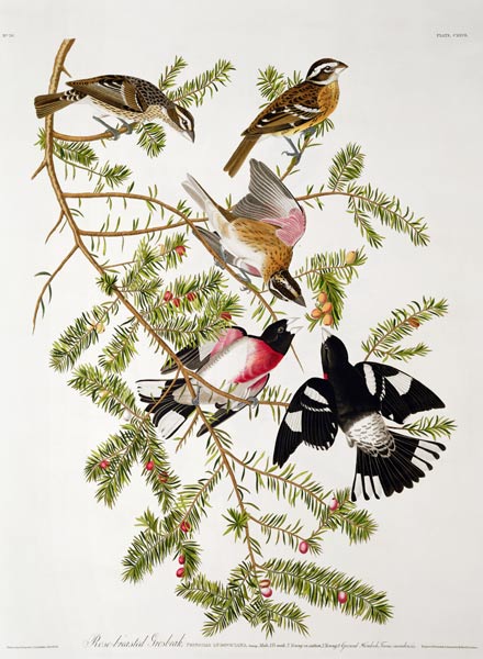 Rose-breasted Grosbeak, from 'Birds of America' von John James Audubon