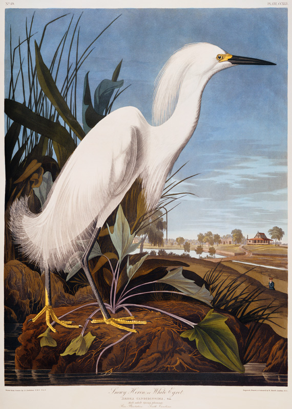 Snowy Heron, or White Egret (Egretta Thula),  Rice Plantation, South Carolina From ''The Birds Of Am von John James Audubon