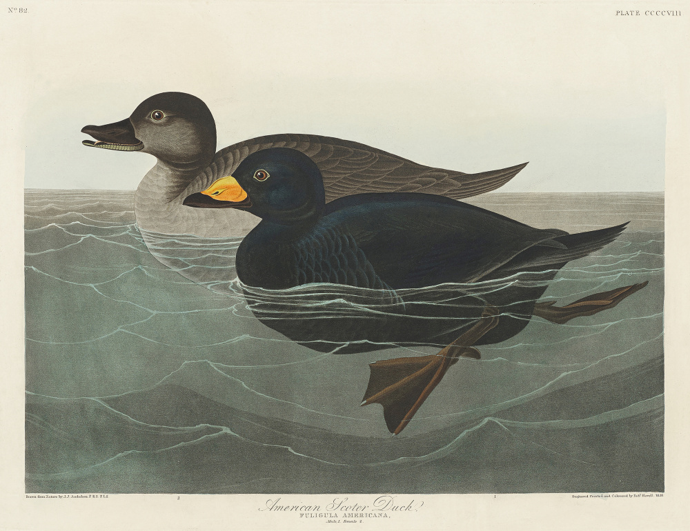 Amerikanische Trauerente aus Birds of America (1827) von John James Audubon