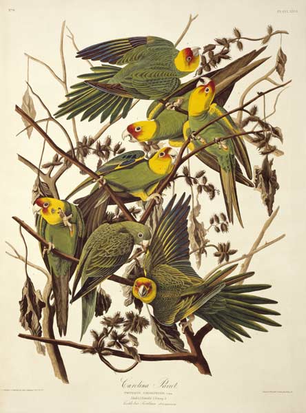 Carolina Parakeet, from 'Birds of America' von John James Audubon