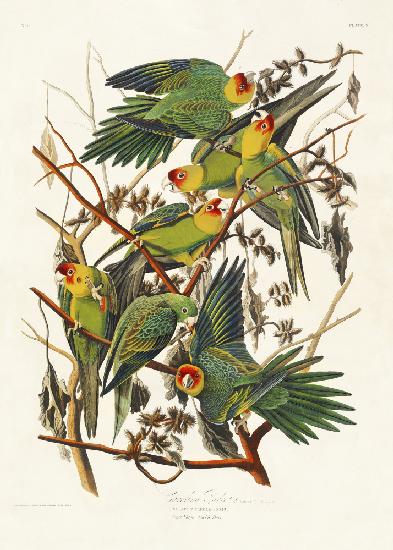 Carolina-Papagei aus Birds of America (1827)