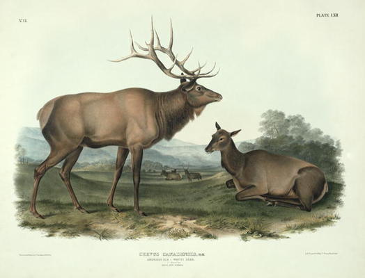 Cervus Canadensis (American Elk, Wapiti Deer), plate 62 from 'Quadrupeds of North America', engraved von John James Audubon