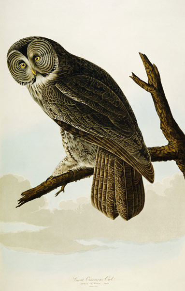 Great Cinereous Owl von John James Audubon