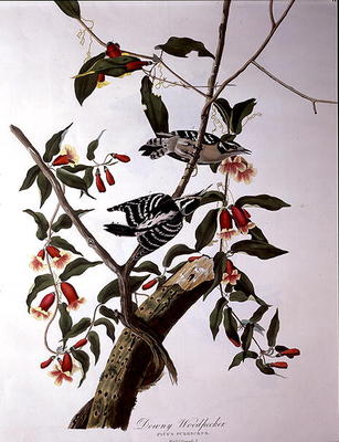 Downy Woodpecker, from 'Birds of America', engraved by Robert Havell (1793-1878) (coloured engraving von John James Audubon
