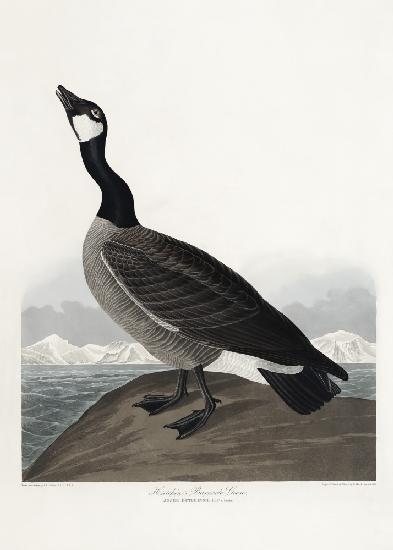 Hutchins&#39; Nonnengans aus Birds of America (1827)