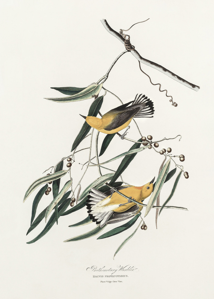 Prothonotary Warbler von Birds of America (1827) von John James Audubon