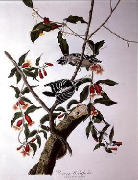 Downy Woodpecker, from 'Birds of America', engraved by Robert Havell (1793-1878) (coloured engraving 1829