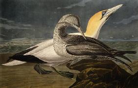 Gannets, from 'Birds of America', engraved by Robert Havell (1793-1878) published 1836 (coloured eng 20th