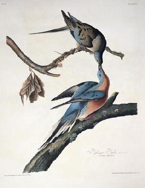 Passenger Pigeon, from 'Birds of America', engraved by Robert Havell (1793-1878) published 1836 (col 1888