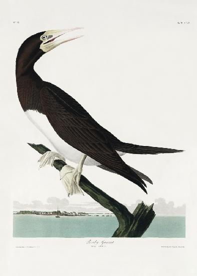 Tölpel aus Birds of America (1827)
