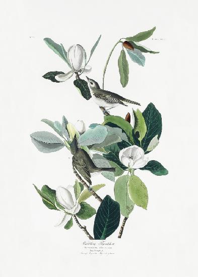 Trällernder Fliegenfänger von Birds of America (1827)