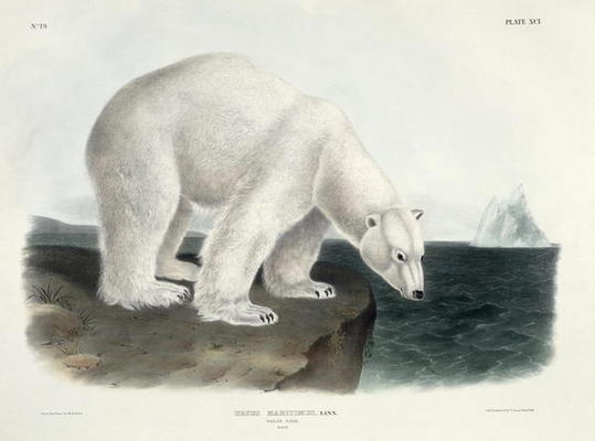 Ursus Maritimus (Polar Bear), plate 91 from 'Quadrupeds of North America', engraved by John T. Bowen von John James Audubon