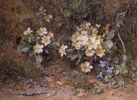 Primroses and Violets on a mossy bank von John Jessop Hardwick