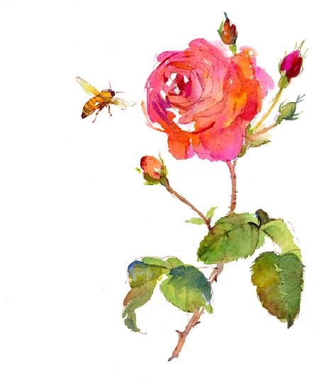Rose with bee 2014