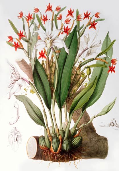 Orchid: Diothonca imbricata and Maxillaria eburnea from `SertumOrchidaceum' von John Lindley