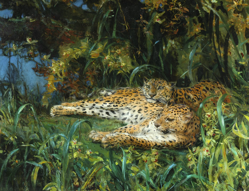 Indian Leopards von John Macallan Swan