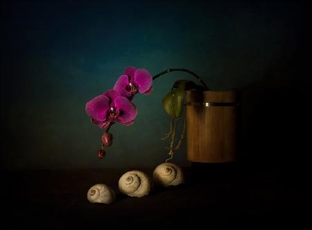 Orchideen und Muscheln