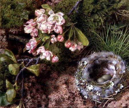 A Bird's Nest and Apple Blossom von John Sherrin