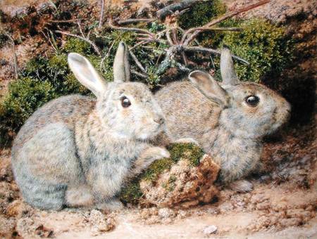 Two Rabbits von John Sherrin