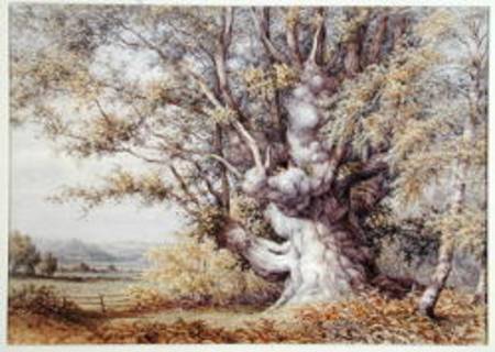 Squirrels in an Ancient Oak Tree von John Skinner Clifton