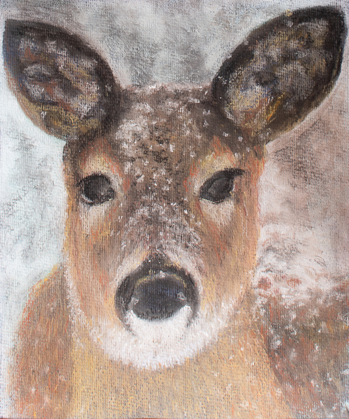 Young Deer in Winter von Margo Starkey