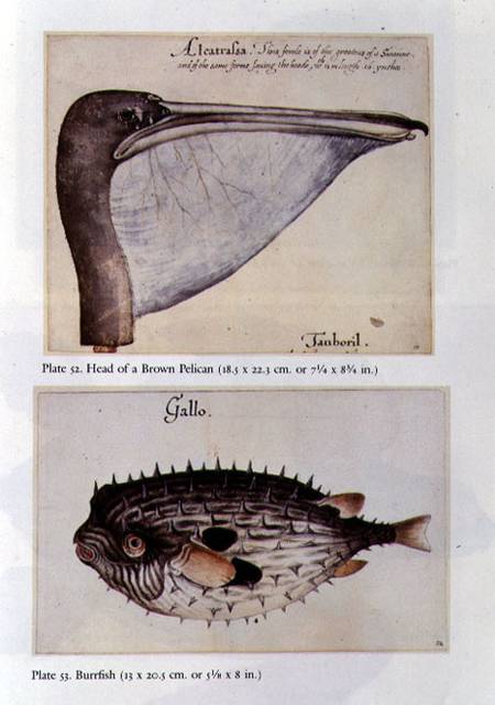 Head of a Brown Pelican; Burrfish von John White