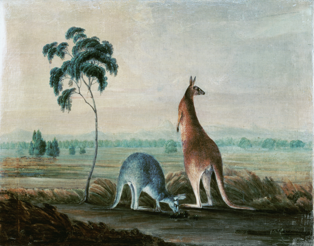 Kangaroos in a landscape von John William Lewin