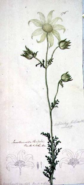 Flannel flower, actinotus helianthe labill 1803-08
