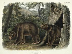 Ursus Americanus, var. Cinnamonum (Cinnamon Bear), plate 127 from 'Quadrupeds of North America', eng 1902