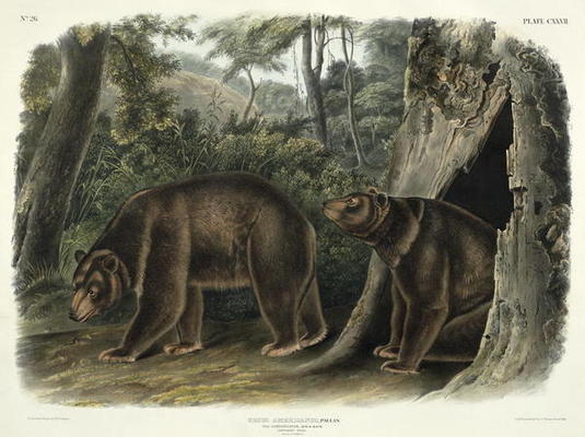 Ursus Americanus, var. Cinnamonum (Cinnamon Bear), plate 127 from 'Quadrupeds of North America', eng von John Woodhouse Audubon